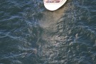 Missing Picture